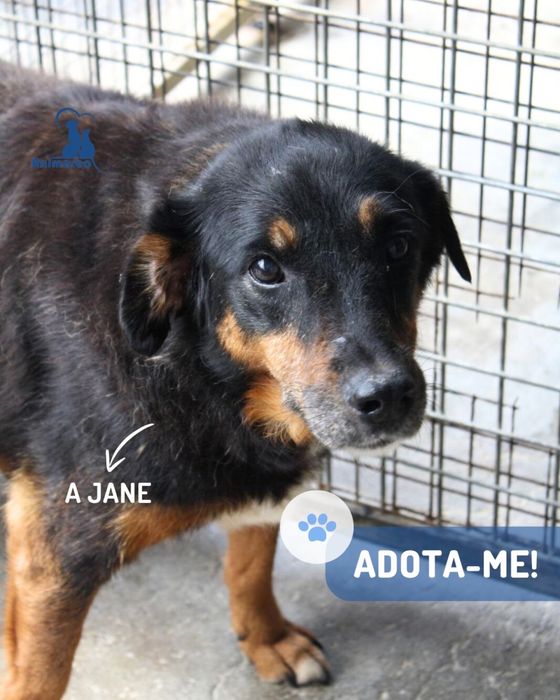 Jane cadela de porte medio