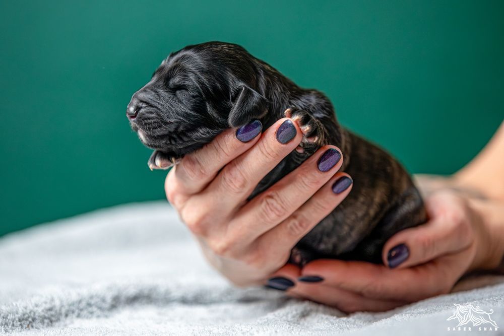 Chart afgański samiec