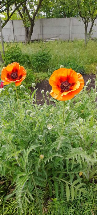 Продам мак декоративний багаторічний.