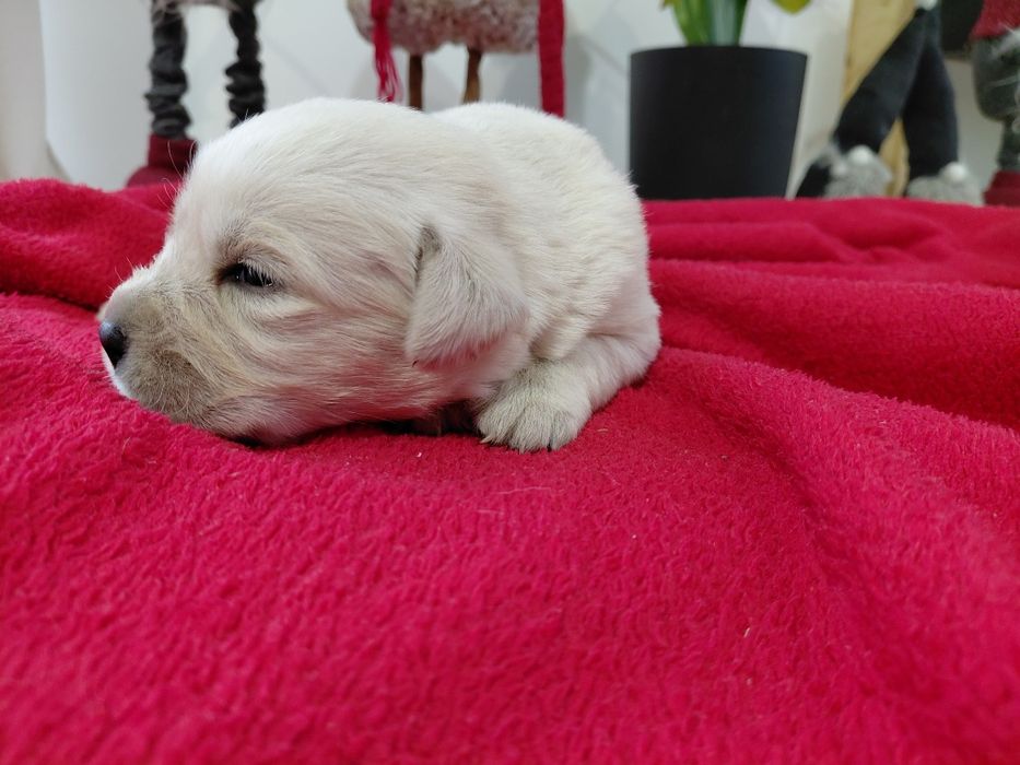 Labrador Retriever, zapraszam do rezerwacji