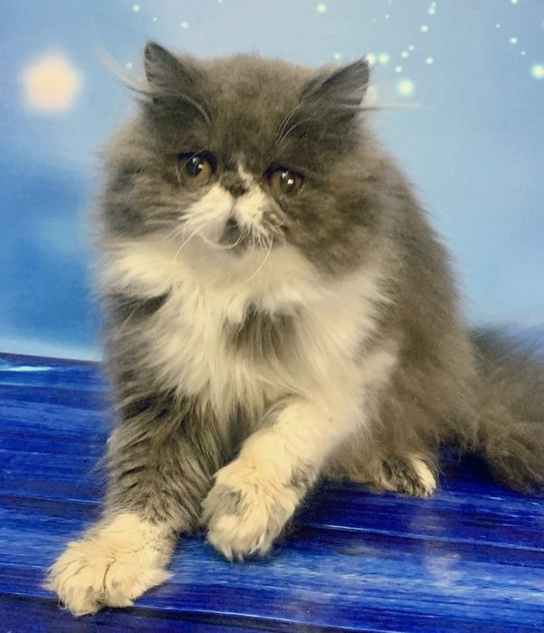 Персидська дівчинка з розплідника