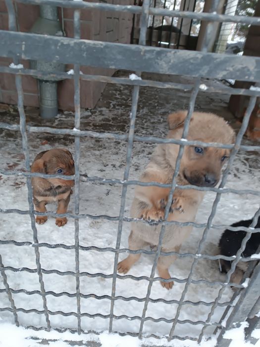 Собачки безкоштовно