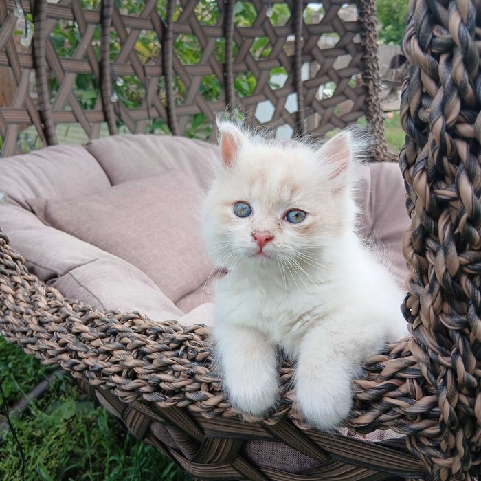 Котята. Отдам котёнка в хорошие руки.