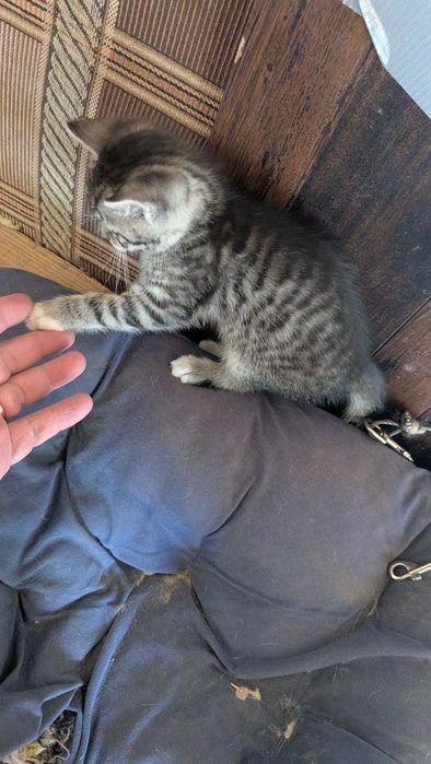 Віддам кицинят 2 місяці,  в добрі руки