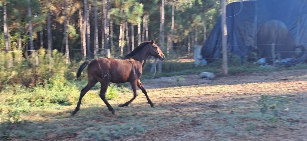 Vendo poldro lusitano a fazer 24 meses
