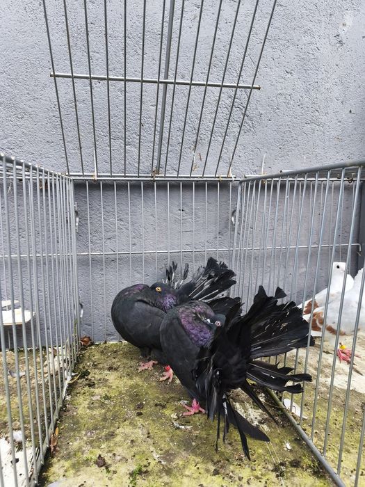 Pawiki gołębie para