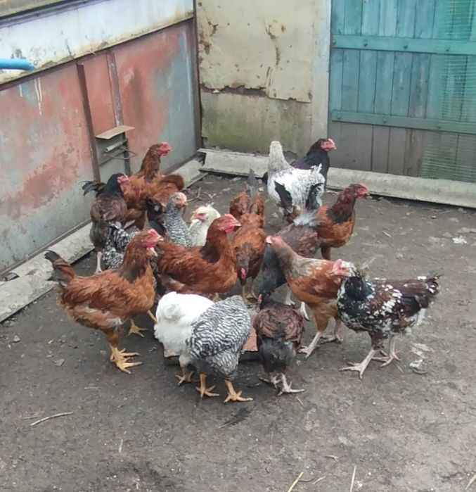 Молоді півники .