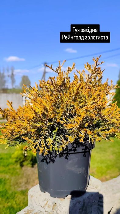 Продаж вічнозелених (туї, ялівці, кипарисовики)
