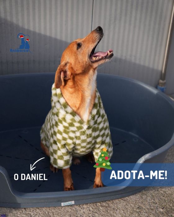 Daniel - cao de porte pequeno medio