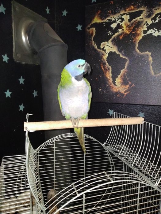 Alexandretta chińska