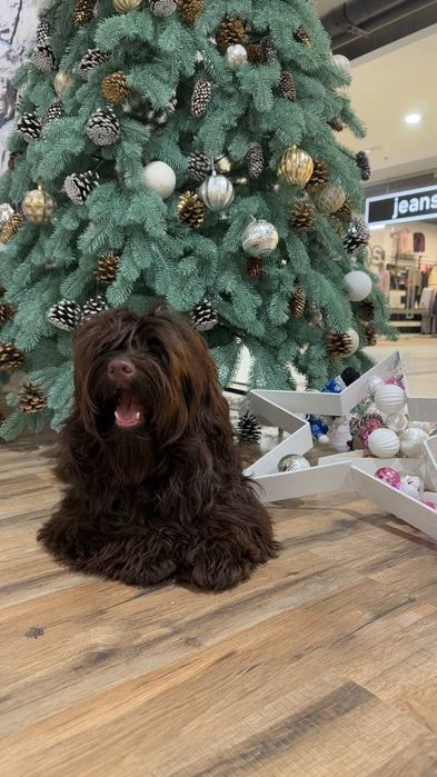 Гаванский бишон, Хаванез. Мальчик