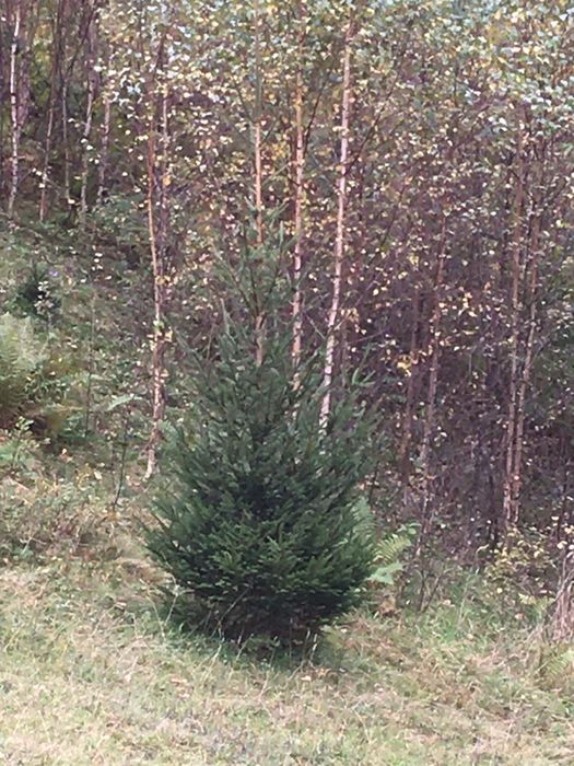 Смерека єль ялина туї бук клен мудрина ялинка