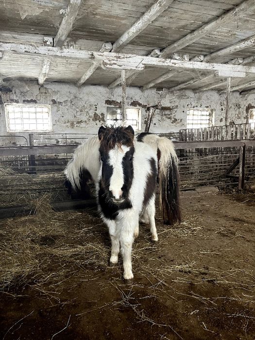 Продам Шетландський поні