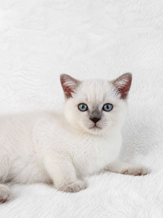Gatinho Scottish Straight shorthair blue point