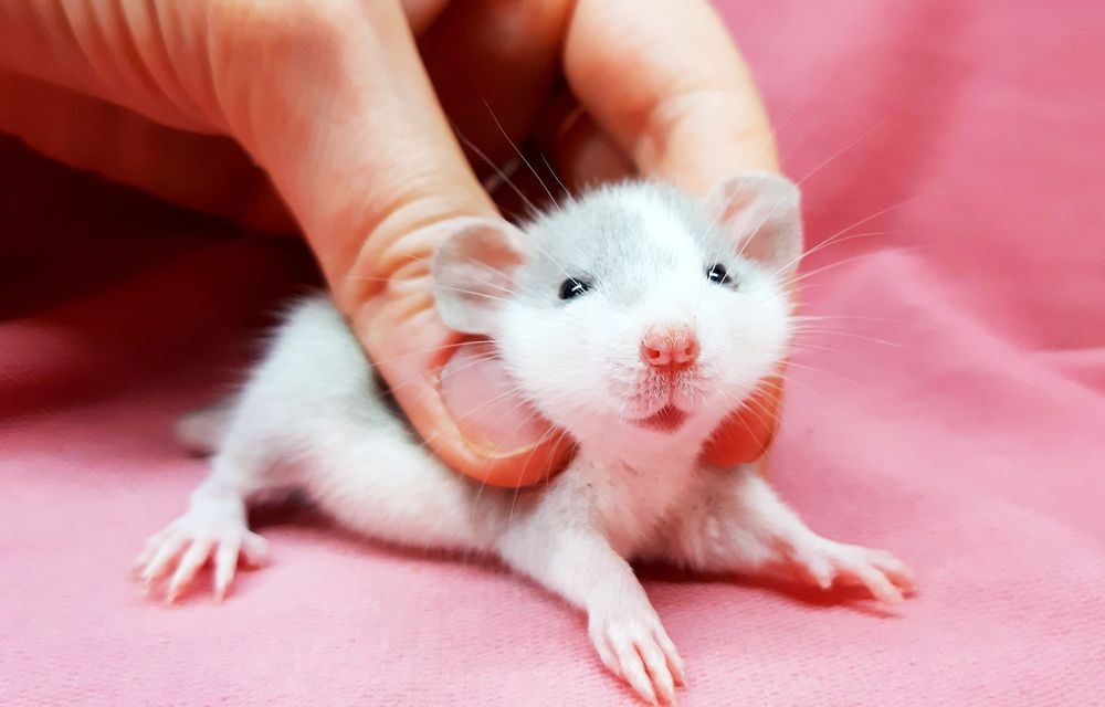 Крыски дамбо,крысы декоративные,крысята