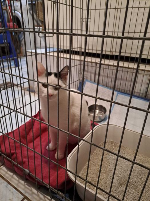 Dorosły kocurek szuka domu