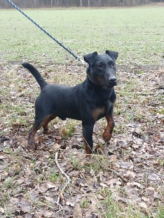 Niemiecki Terier Mysliwski