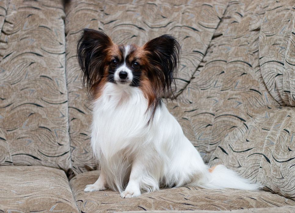 Папійон    хлопчик