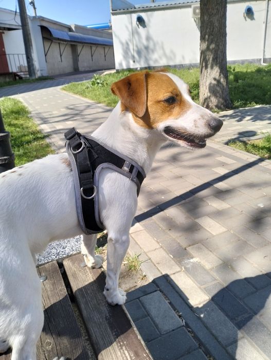 Джек Рассел парсон ищет невесту