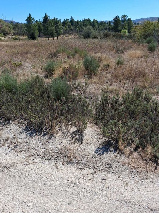 Terreno com 10.000 m² para venda | Trigais, Bendada