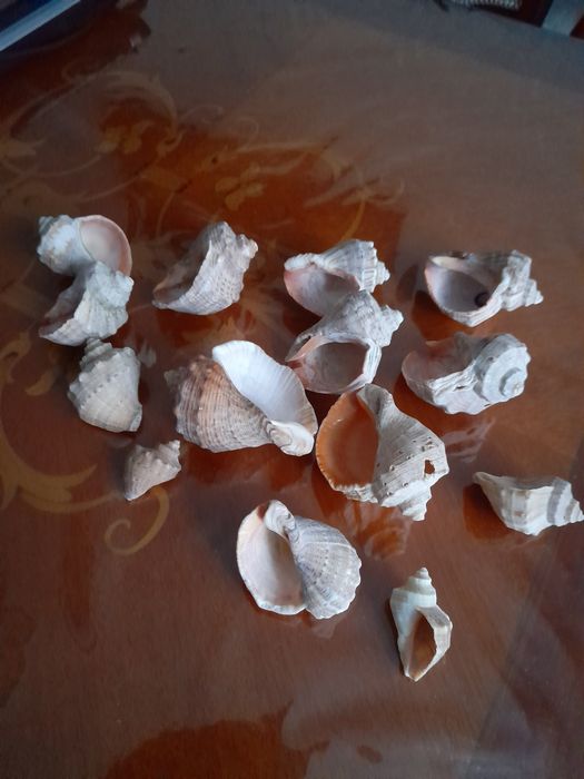 Продам 14 ракушек за 135 грн .