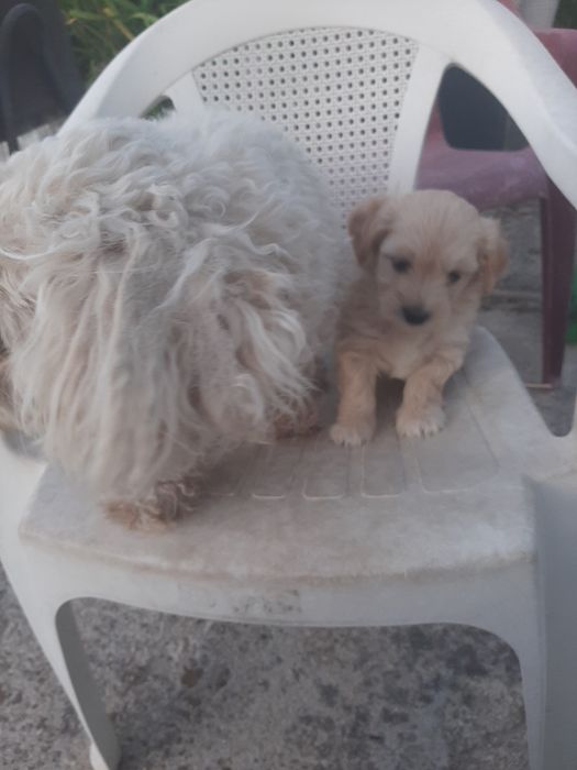 Cachorro beje 2 meses