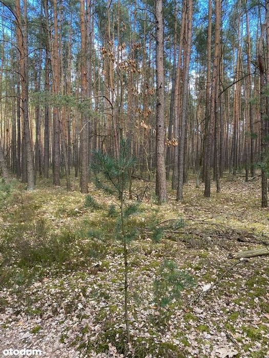 Osiedle Wilga, działka 2552 m², ul. Konwaliowa - Widok 2