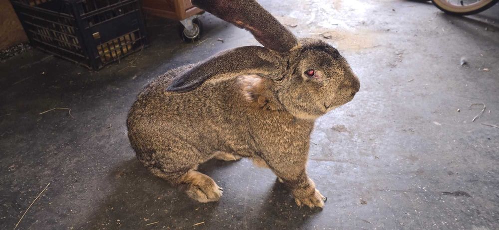 Królik Olbrzym Belgijski szar samiec