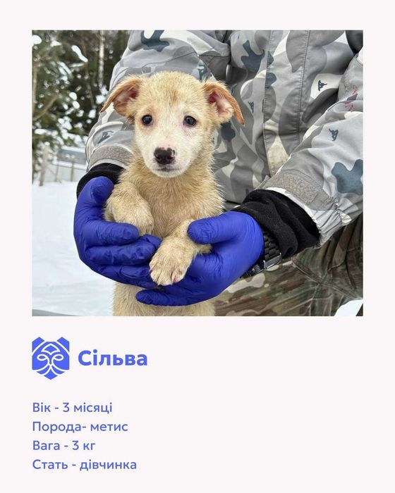 Цуценята-метиси шукають домівки.