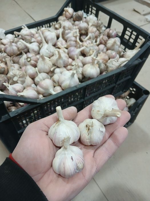 Часник Любаша ..