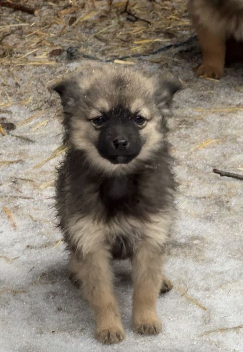 Дівчинка 3 місяці, мама- пікінес. Віддамо безкоштовно в добрі  руки