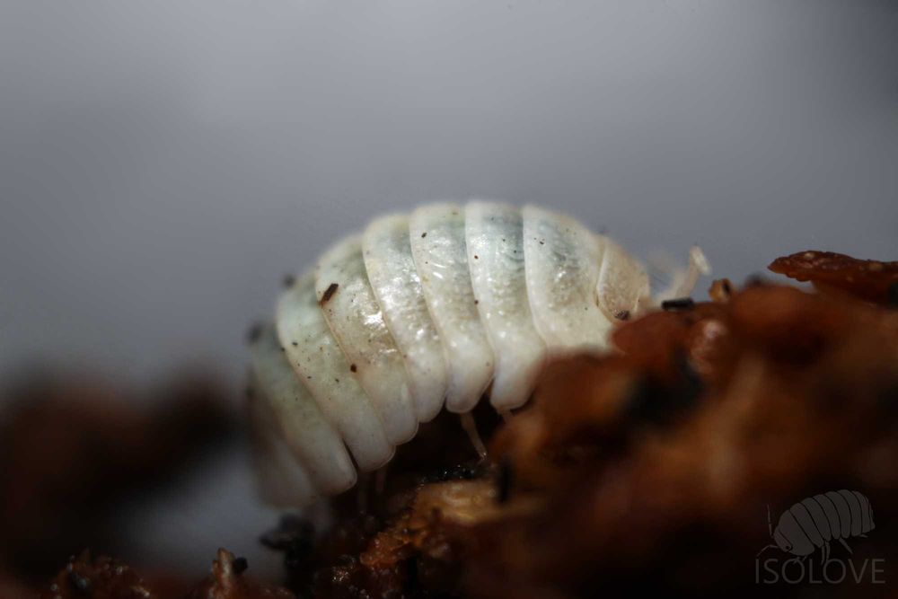 Armadillidium granulatum „white pearl", równonogi, isopoda