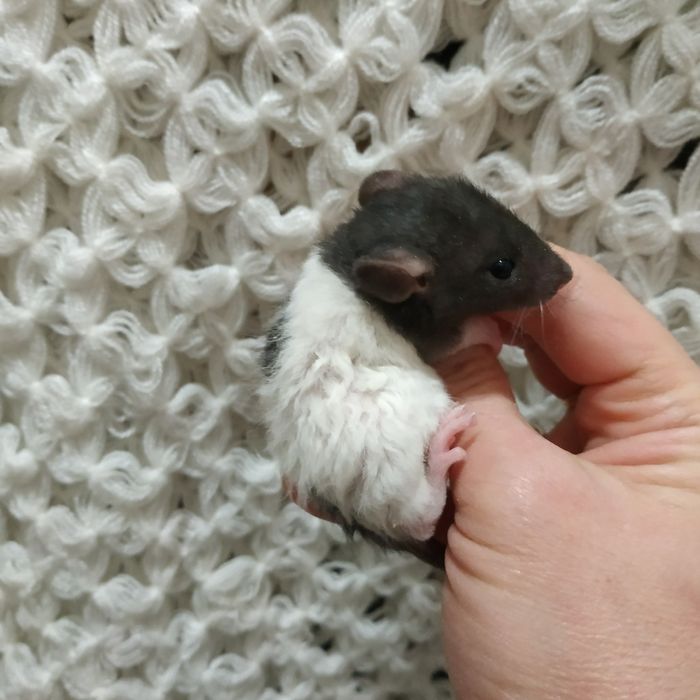 крысята декоративные домашние в Харькове возле метро купить  крыса