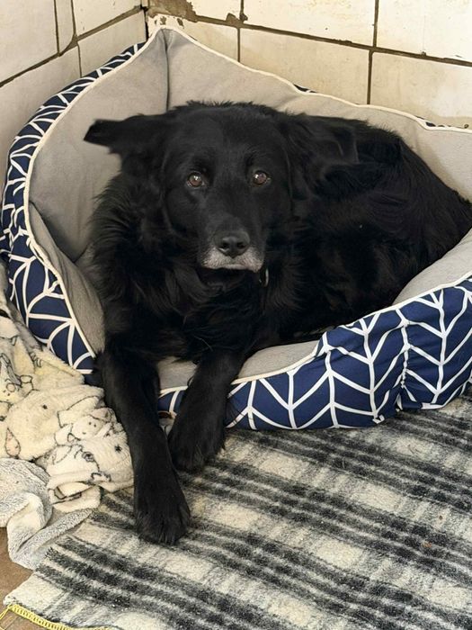 Oddany z domu do schroniska...