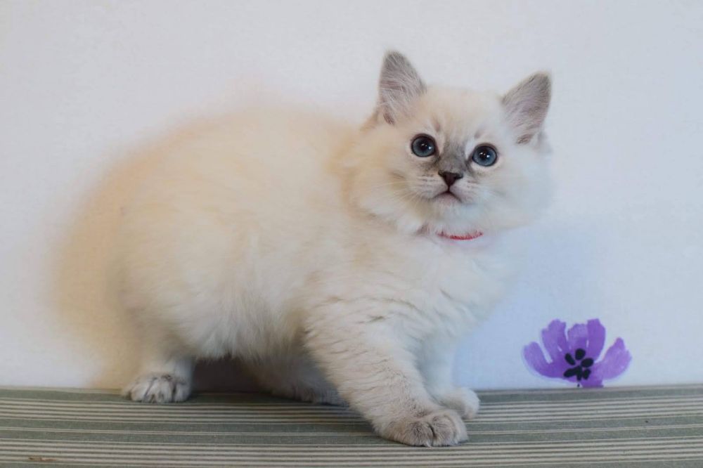Kocięta ragdoll FPL  na lipiec