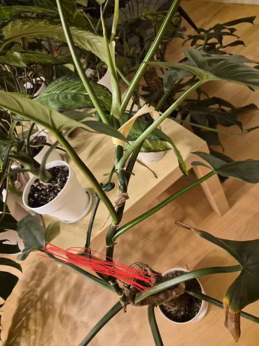 Zestaw roślin doniczkowych filodendron atabaponese squamiferum silver sword