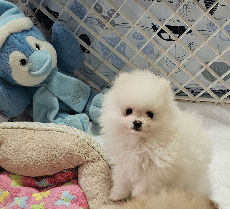 Szpic Miniaturowy Pomeranian