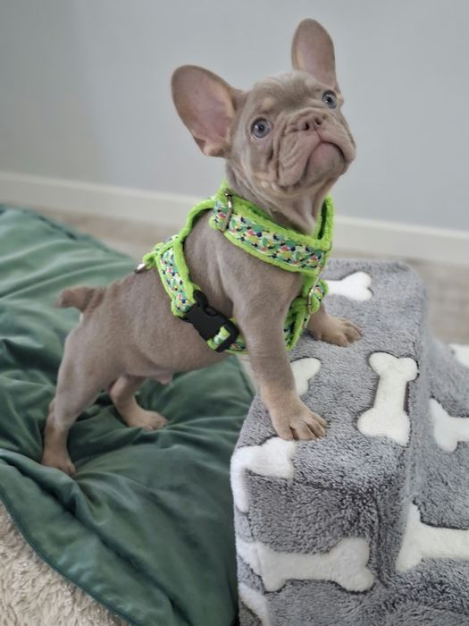 Caramello Buldog francuski Isabella New Shade tan  samiec