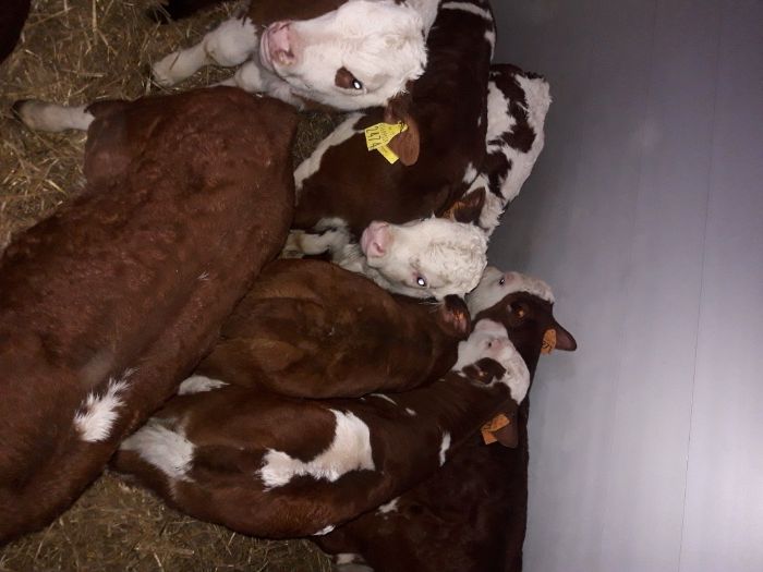 Byczki i Jałówki JEDWABNE polskie