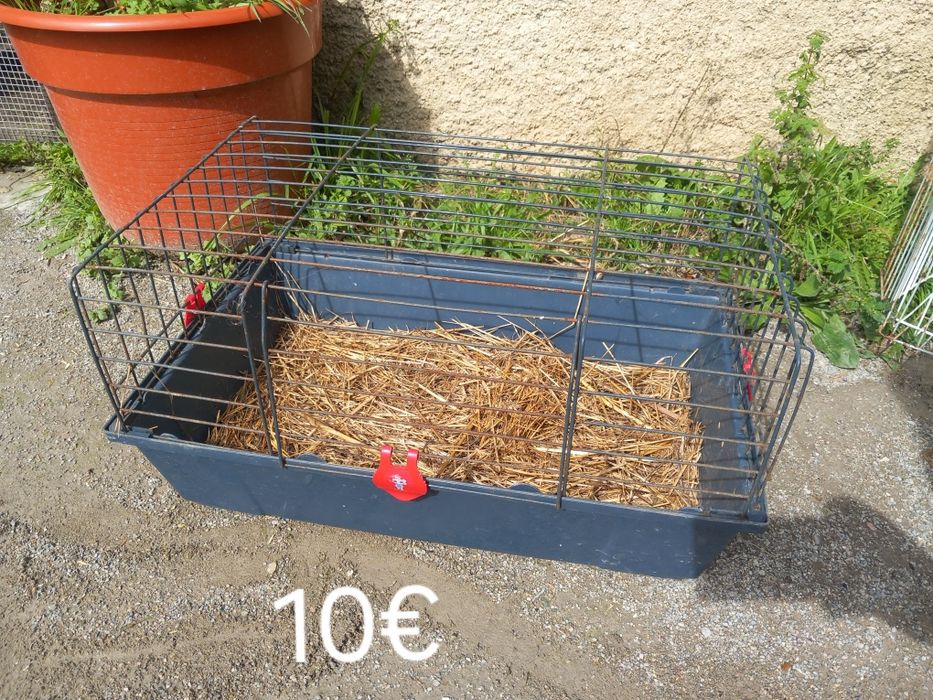 Várias gaiolas para coelhos,porcos da Índia ...