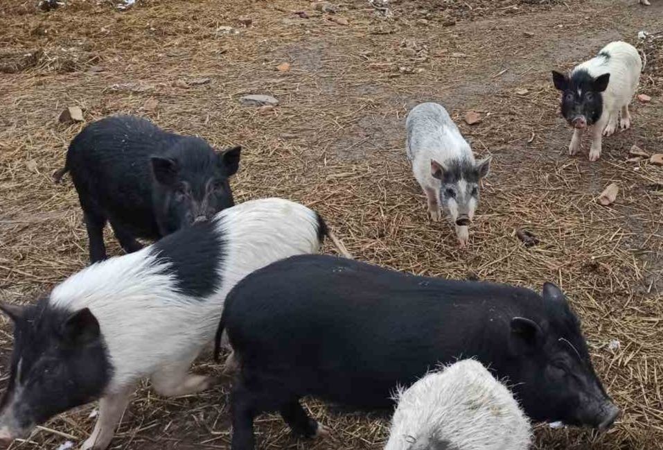 Продаємо в'єтнамських поросят