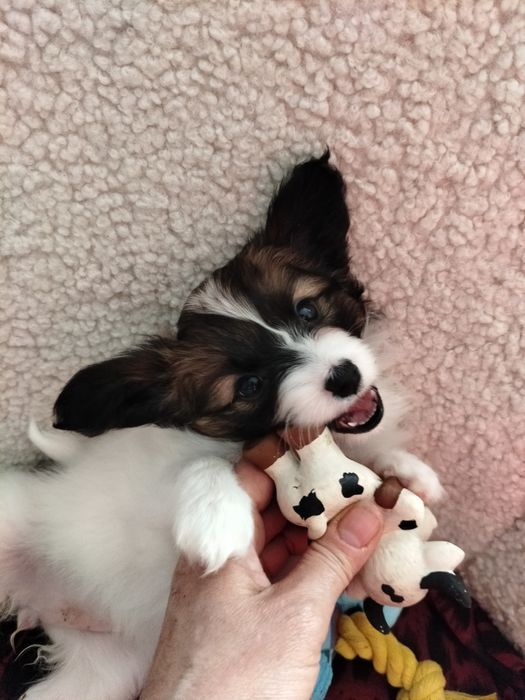 Три дівчинки на вибір. Папільон, папийон, папильон