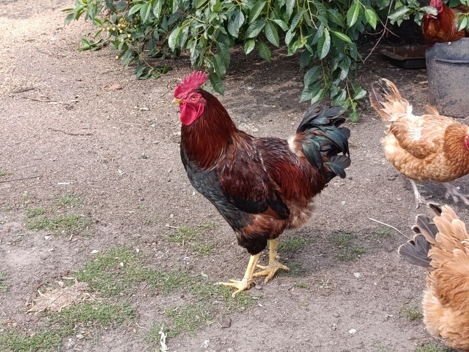 Piękne zdrowe koguty