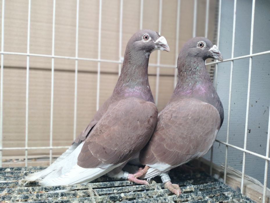 Gołębie Staropolskie