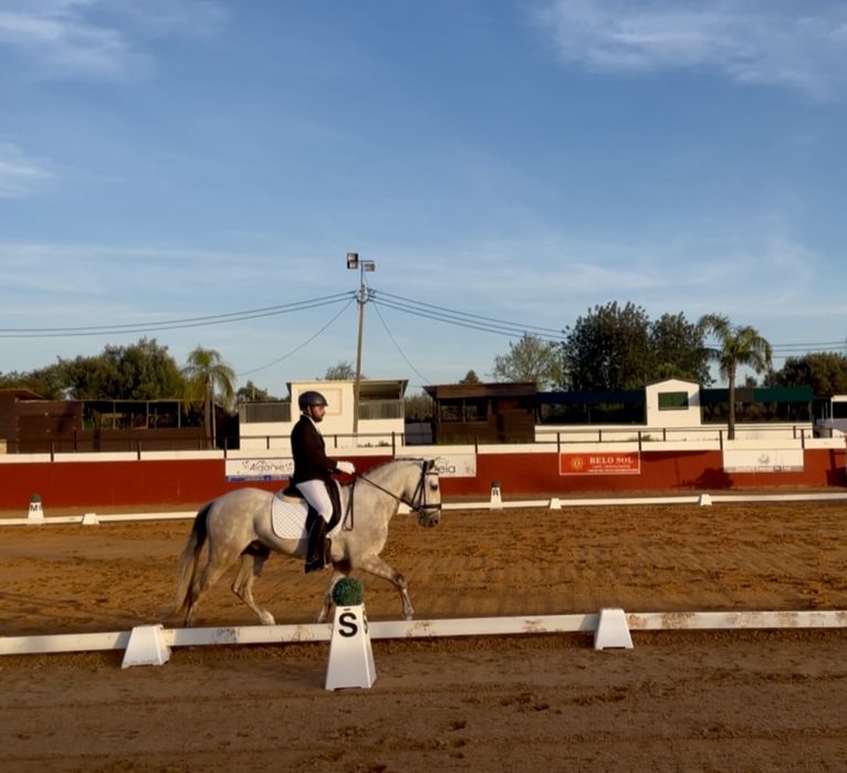Cavalo Lusitano Puro