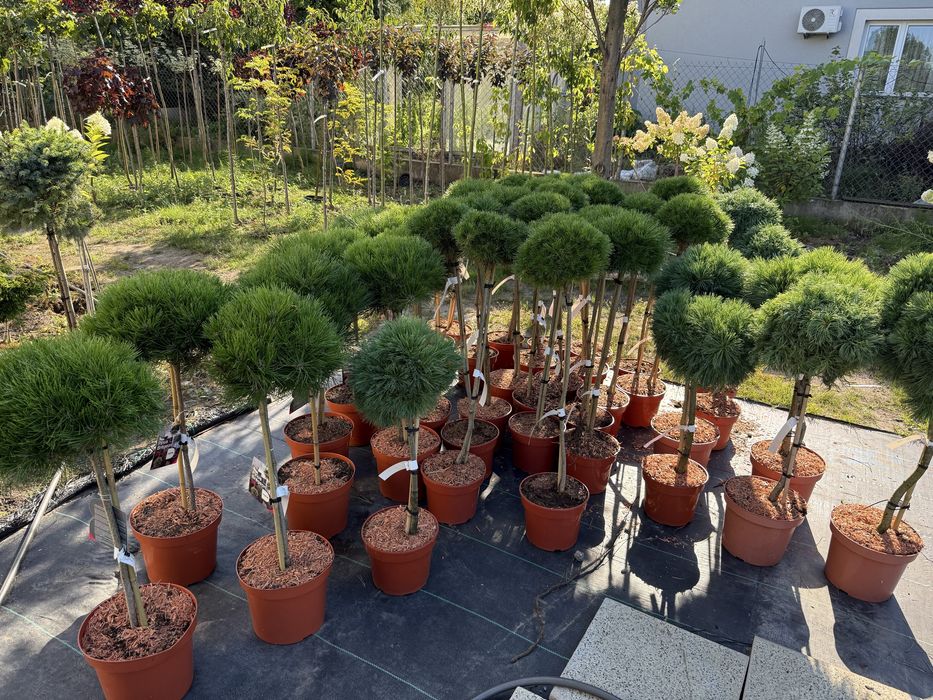 Sosna Szczepiona Maria Pinus 'Marie Brégeon'