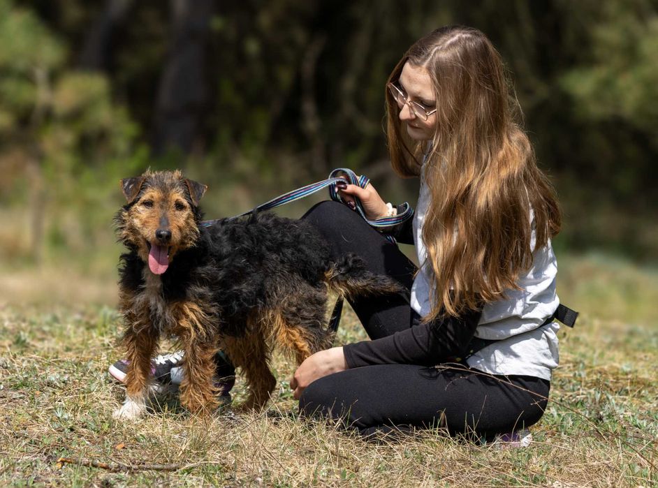 3 letnia Tiffany w typie teriera walijskiego szuka domu!