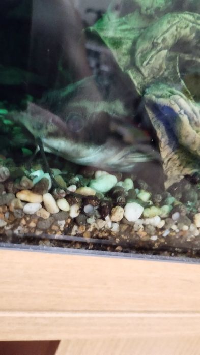 Продам акваріумні рибки