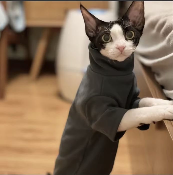 Свитер для кота одежда кошачья сфинкс