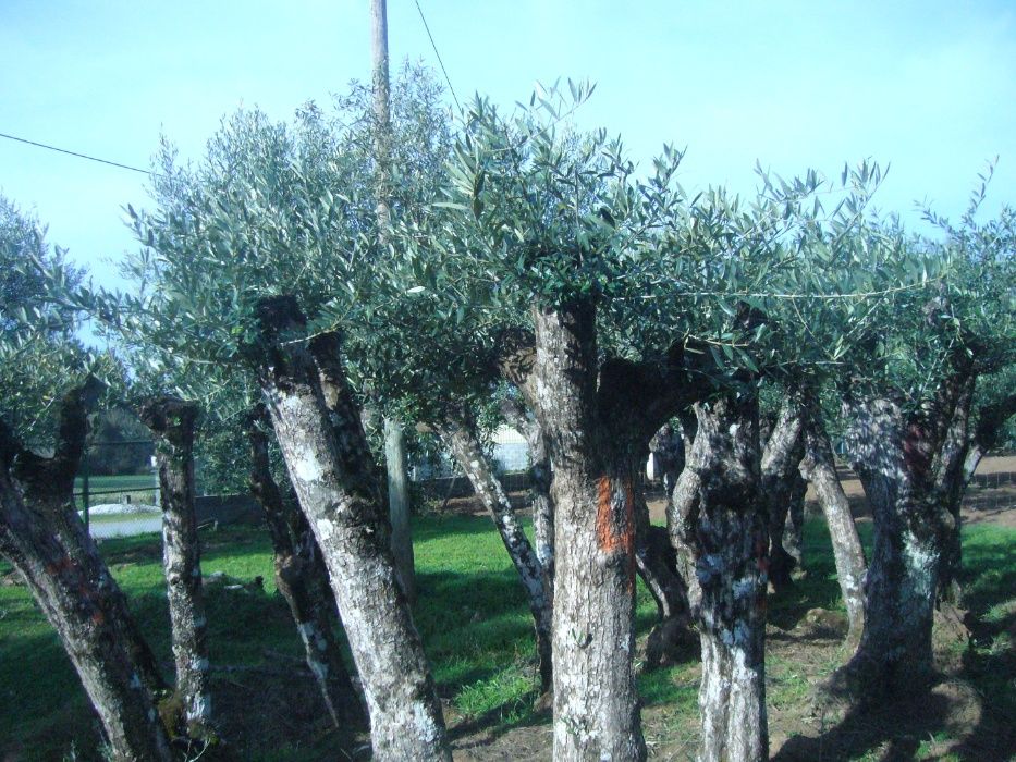 Oliveiras para jardim
